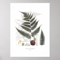 Fern Posters