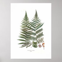 Fern Print