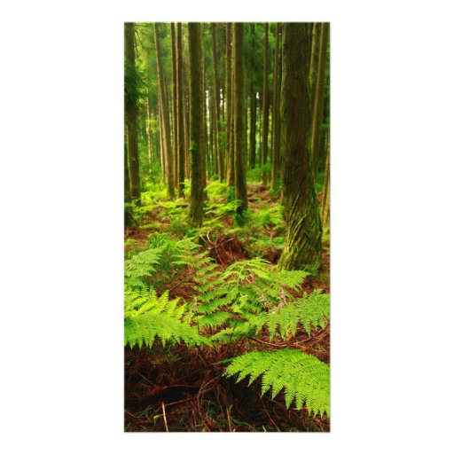 Ferns in the forest custom photo card