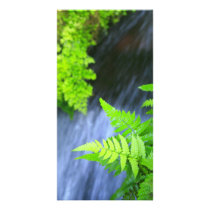 Ferns