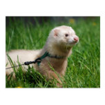 Ferret 1 post cards