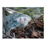 Ferret 2 post cards