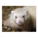 Ferret 3 post card