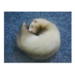 Ferret 4 postcard