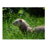 Ferret 5 postcard