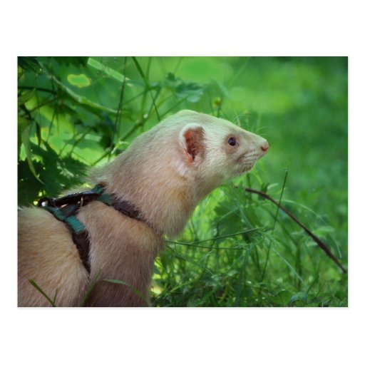 Ferret 6 post card