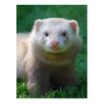 Ferret 7 postcards
