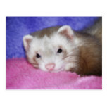 Ferret 9 post card