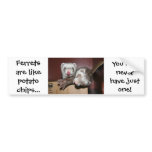 Ferret Bumper Sticker bumper stickers
