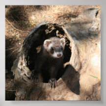 Ferret in a log posters