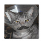 ferris mewler Magnet