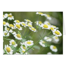 Feverfew Blossoms Card