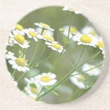 Feverfew Blossoms Coasters