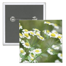 Feverfew Blossoms Pinback Buttons