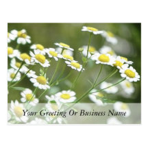 Feverfew Blossoms Postcard