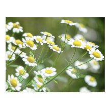 Feverfew Blossoms Postcards