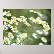 Feverfew Blossoms Posters