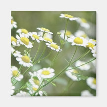 Feverfew Blossoms Refrigerator Magnet