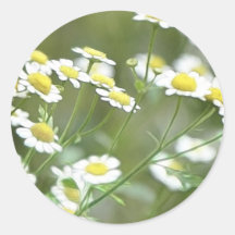 Feverfew Blossoms Round Sticker
