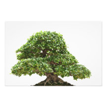 Ficus bonsai isolated photo