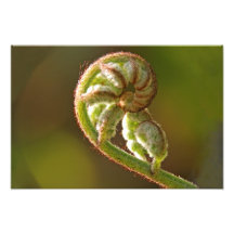 Fiddlehead Fern Art Photo