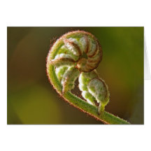 Fiddlehead Fern Cards