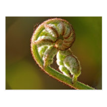 Fiddlehead Fern Post Cards
