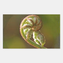 Fiddlehead Fern Rectangular Stickers