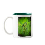 Fiddlehead Coffee Mugs