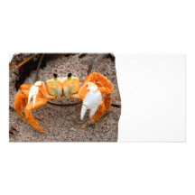 Fiddler crab on beach colourized orange on sand photo greeting card