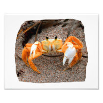 Fiddler Crab On Beach Colourized Orange Photographic Print