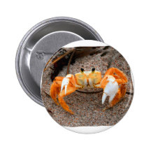 Fiddler Crab On Beach Colourized Orange Pins