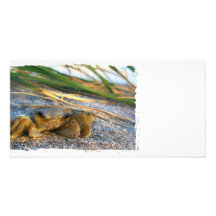 Fiddler crab on beach on sand custom photo card