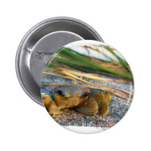 Fiddler crab on beach on sand pinback buttons