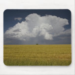 Field and storm