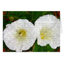 Field Bindweed Card