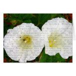Field Bindweed cards