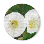 Field Bindweed magnets