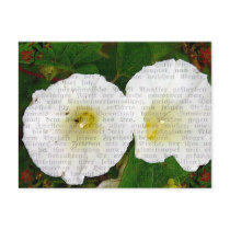 Field Bindweed Post Cards