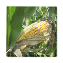 Field Corn Refrigerator Magnets