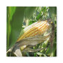 Field Corn Refrigerator Magnets