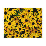 Field of Black-Eyed Susans Postcards