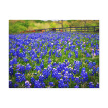 Field of Bluebonnets Postcard