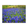 Field of Bluebonnets Postcard