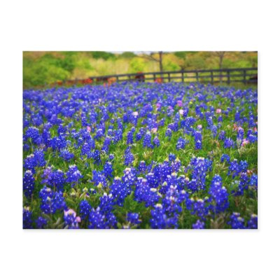 Field of Bluebonnets Postcard by pfulford