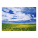 Field of Canola or Mustard flowers, Palouse photography