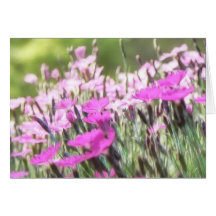 Field Of Cottage Pinks Greeting Cards