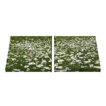 Field of Daisies Canvas Print