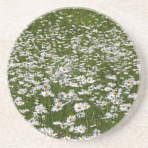 Field of Daisies Coaster