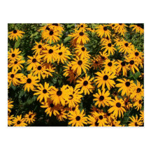 Field of Flowers Post Cards